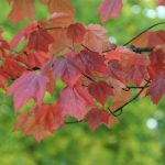 Acer – Ahorn – Leuchtendes Farbenfeuerwerk für jede Gartengröße