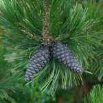 Pinus leucodermis und Pinus leucodermis ‚Compact Gem‘ – Schlangenhautkiefer