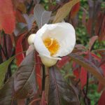 Franklinia alatamaha – Franklinie, Franklin-Baum