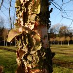 Betula nigra – Schwarzbirke – Fluss-Birke