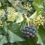 Strauch-Efeu – Hedera helix ‚Arborescens‘ und Hedera helix ‚Arbori Compact‘