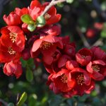 Chaenomeles x superba- Hybriden –Kulturformen der Zierquitte