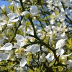 Poncirus trifoliata, Dreiblättrige Orange, Bitterorange