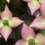 Cornus kousa ‚Cappuccino‘