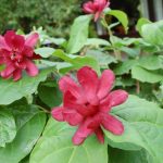 Sinocalycanthus raulstonii ‚Hartlage Wine‘ & Sinocalycanthus raulstonii ‚Venus‘
