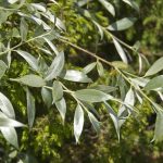 Salix alba, Weiß-Weide, Silber-Weide