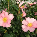 Camellia sasanqua – die Herbstblühende Kamelie