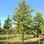 Quercus phellos - die Weidenblättrige Eiche