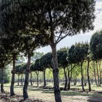 Pinus sylvestris - Die Waldkiefer/Föhre - Zukunftsbaum