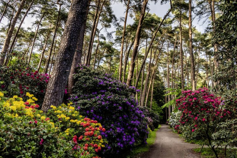Pinus sylvestris - Die Waldkiefer/Föhre - Zukunftsbaum