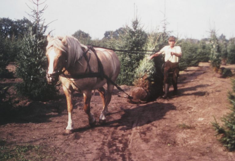 Pferdegespann bei der Arbeit
