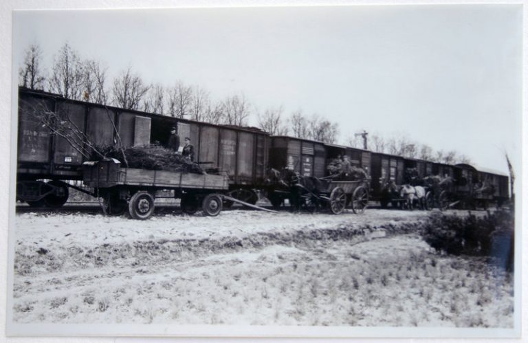 Hausbaumschule mit Verladegleis 1959