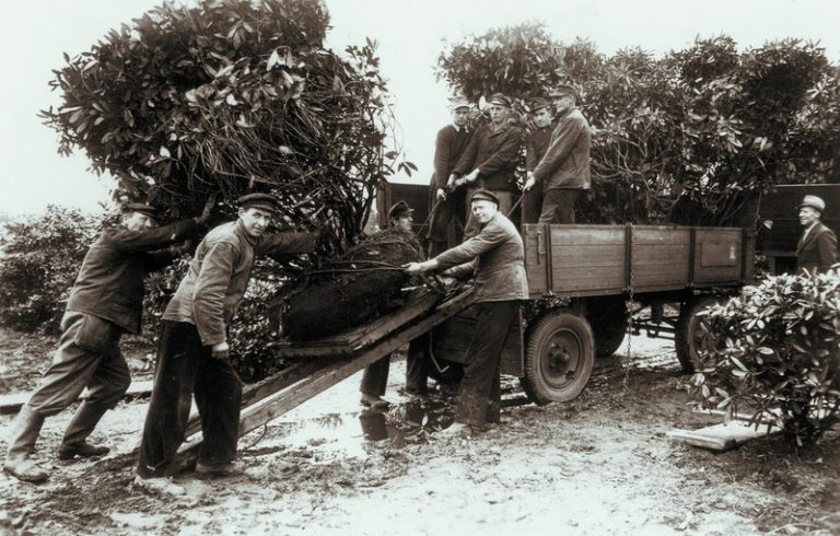 Verladung von Rhododendron mit Hilfe von Spiegel- und Rollwagen in den 1960er Jahren