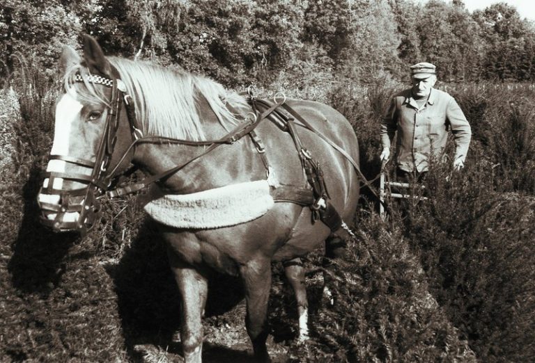 Pferdegespann bei der Arbeit