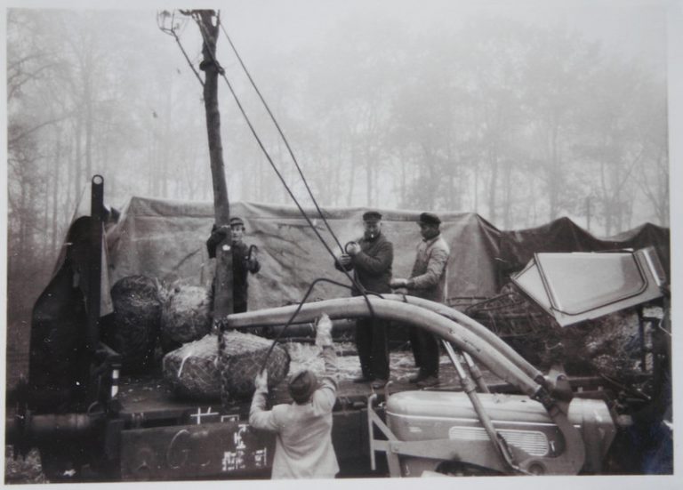 Baumverladung 1958