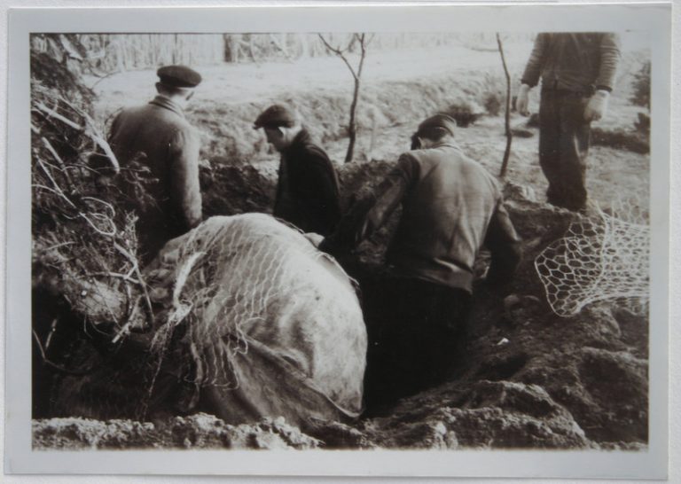 Versandarbeiten um 1960 – Ballierung Baum