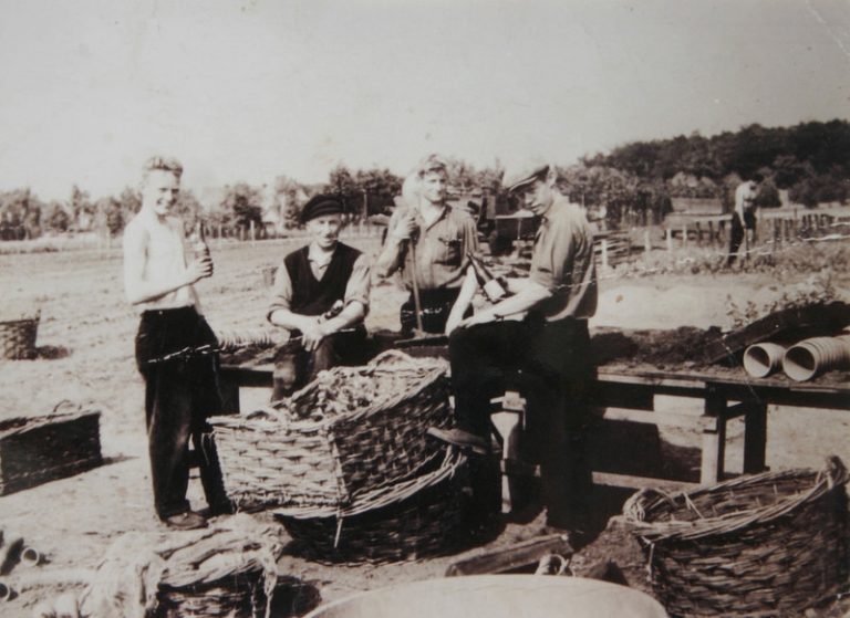 Eintopfen von Ginster – v.l.n.r. G. Hinrichs, O. Fenske, G. Bruns, H. Stöhr