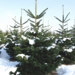 Abies – Tanne / Picea – Fichte