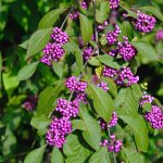 Callicarpa bodinieri ꞌProfusionꞌ – Schönfrucht