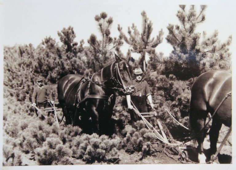Kulturarbeiten Gristede 1960
