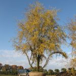 Herbstzeit ist Pflanzzeit!