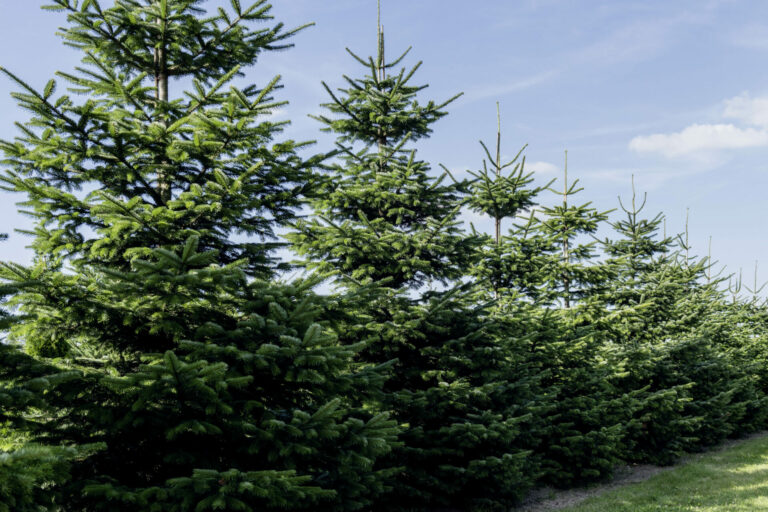 Abies nordmanniana