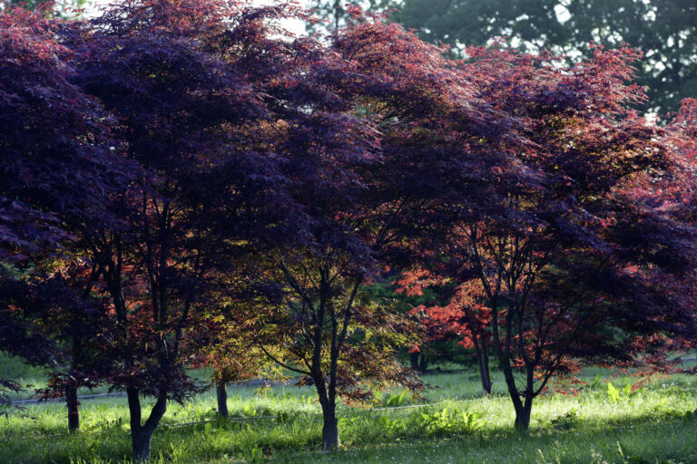 Acer palmatum 'Atropurpureum'