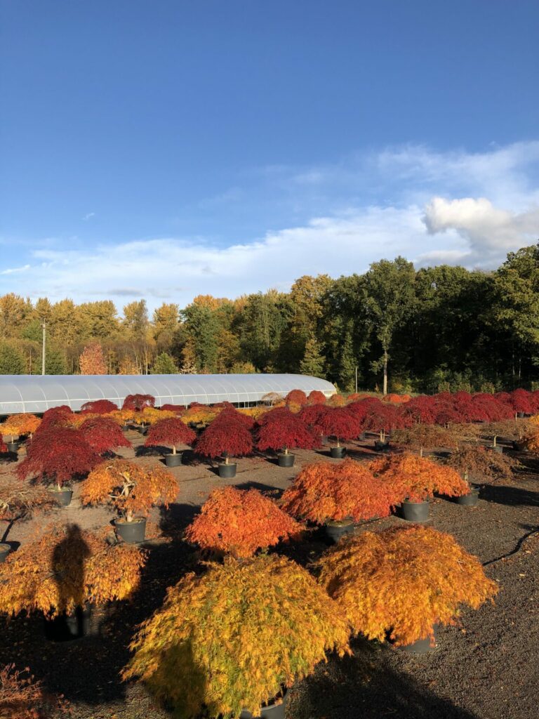 Acer palmatum 'Dissectum'