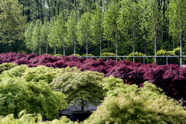 Acer palmatum 'Dissectum Garnet'