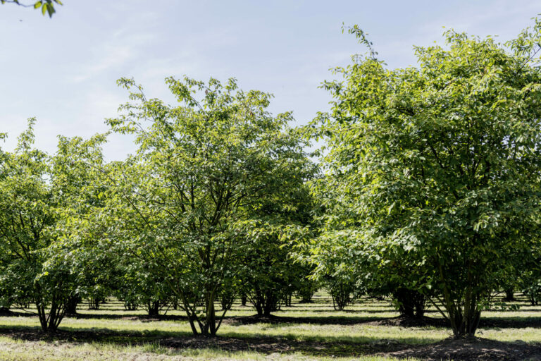 Amelanchier lamarckii