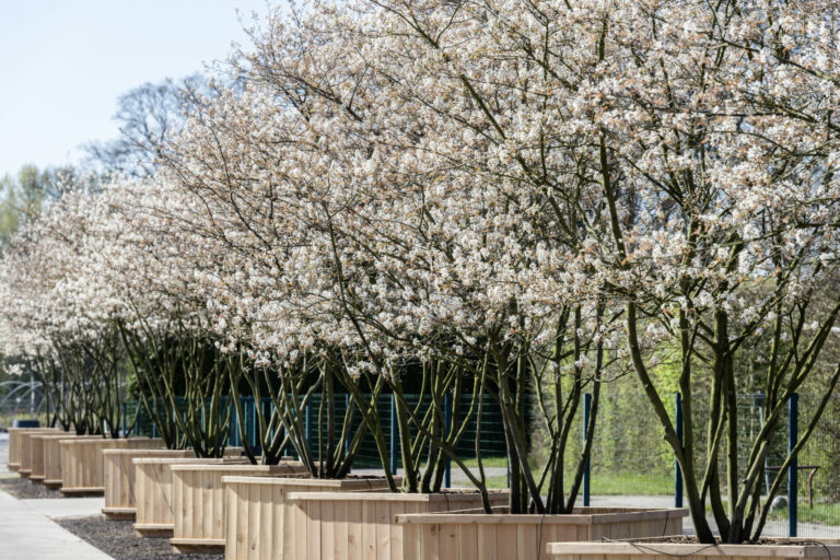 Amelanchier lamarkii