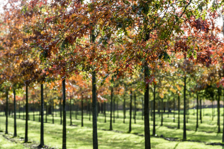 Quercus Palustris Herbsfärbung