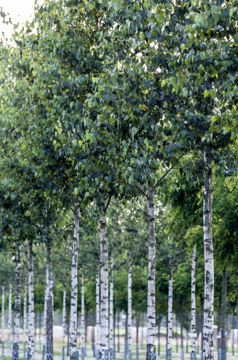 Betula pendula