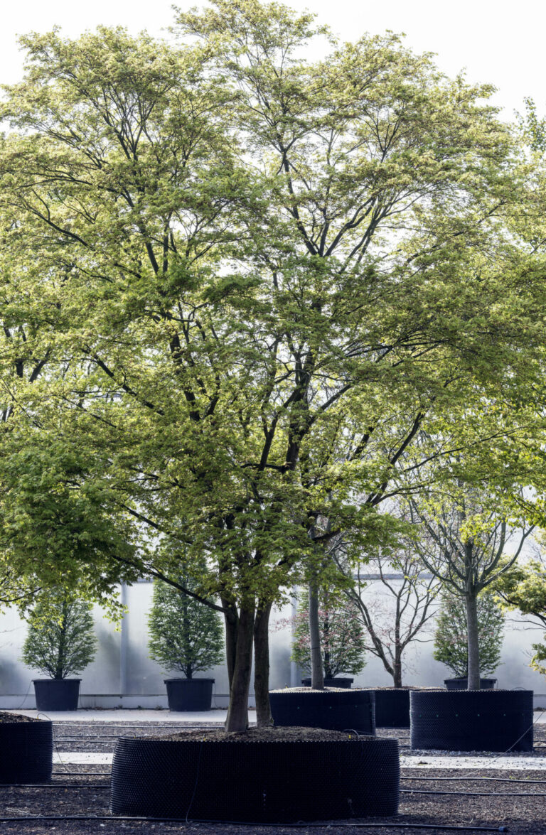 Bruns_04.15_006_0964