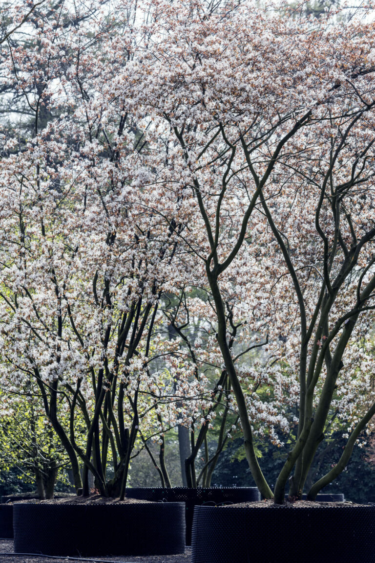 Amelanchier larmarckii