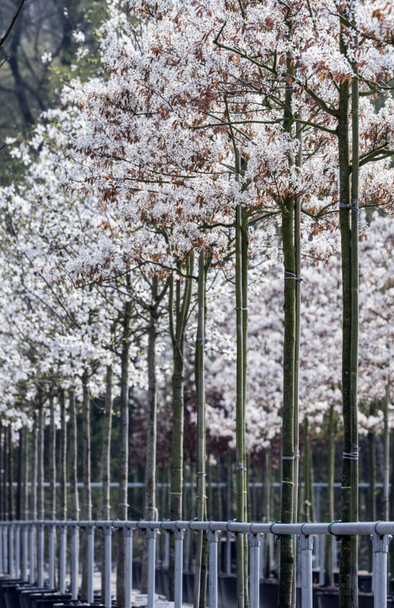 Amelanchier arborea 'Robin Hill'