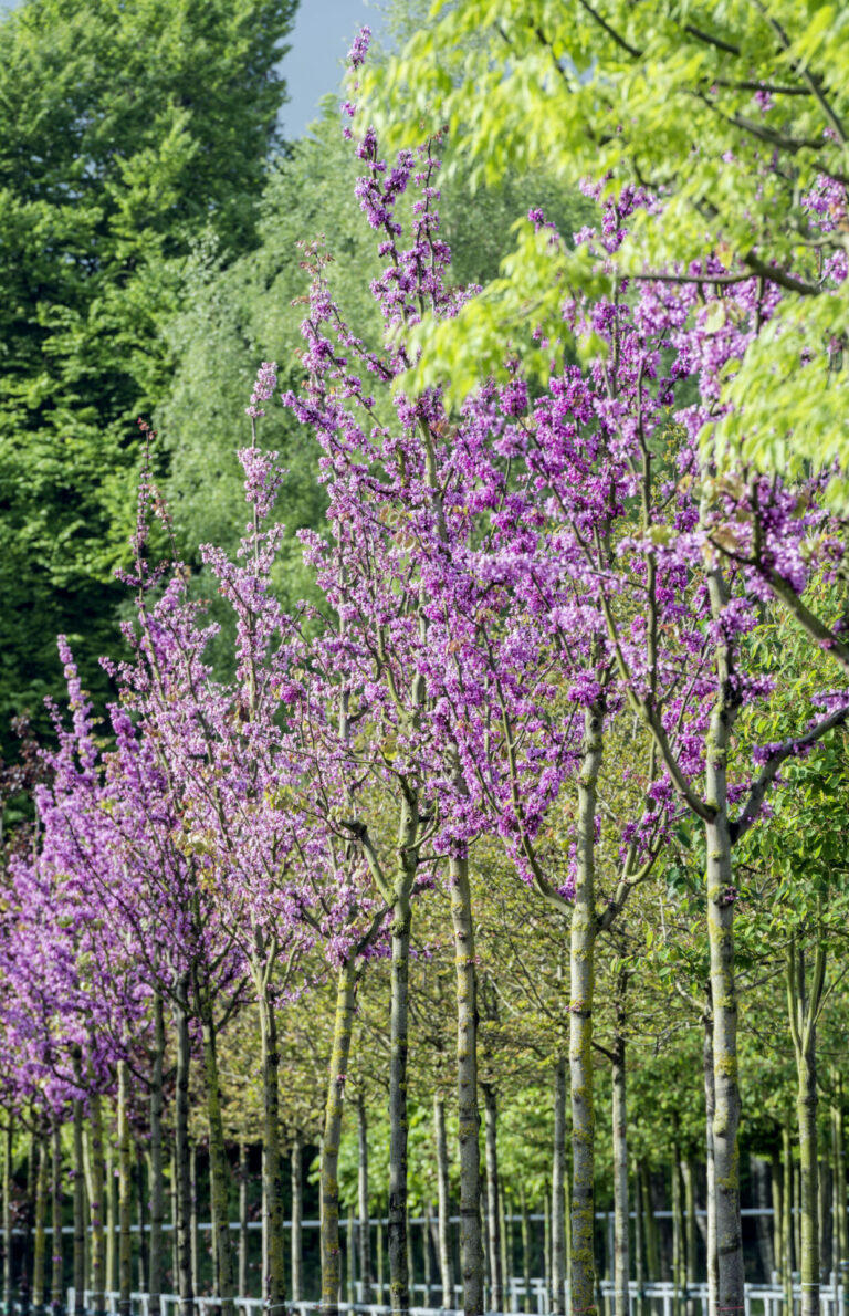 Bruns_05.15_020_3617