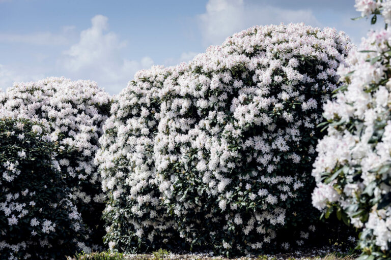 Bruns_05.15_020_3680