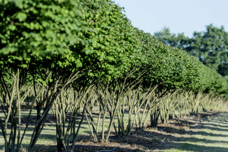 Bruns_08.15_334_0795