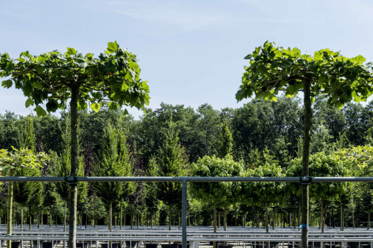 Platanus x hispanica