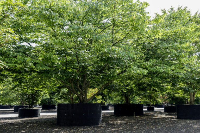 Bruns_08.15_334_1298