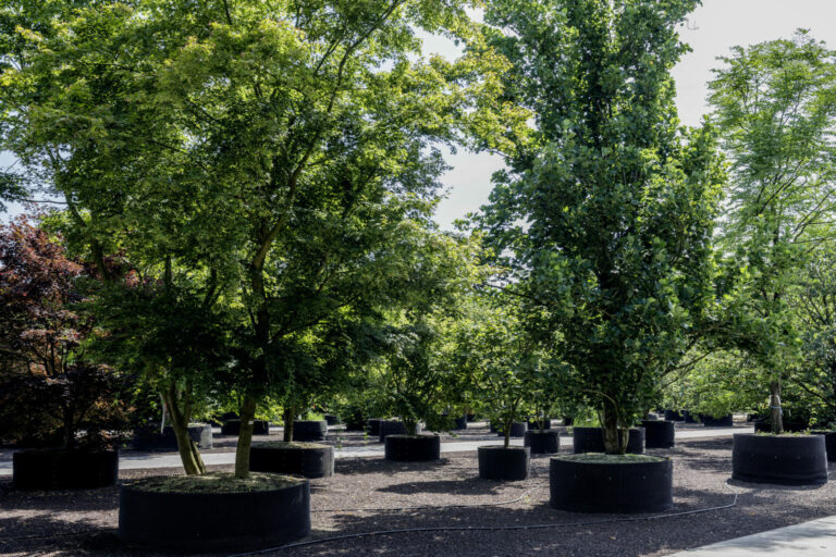 Gehölze im Springring