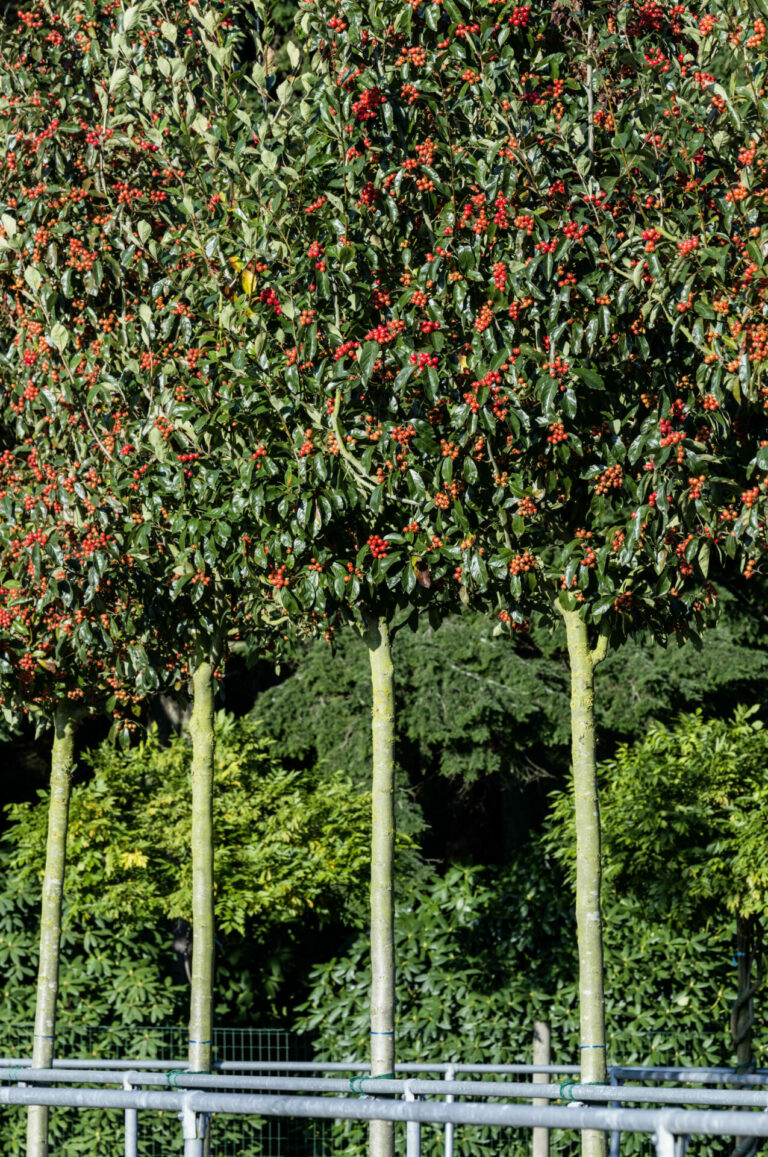 Crataegus x lavallei 'Carrierei'