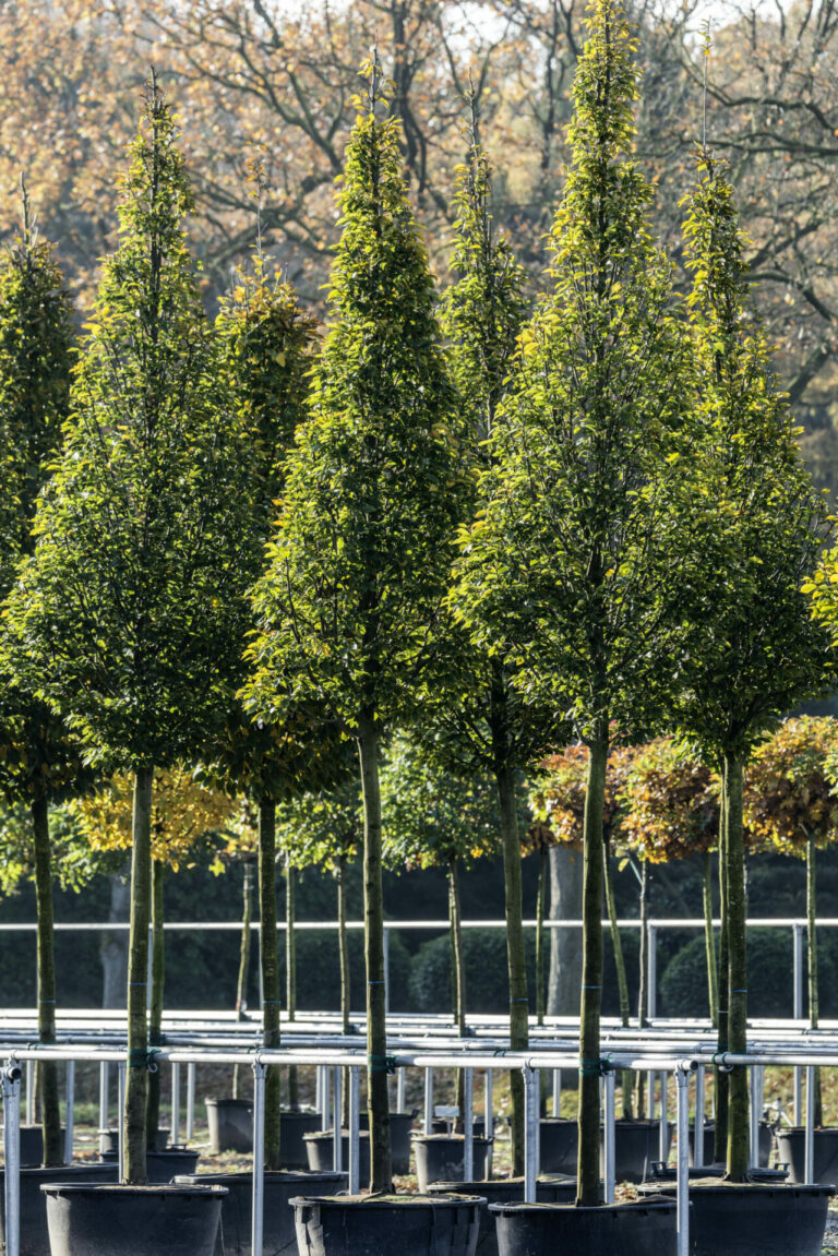 Carpinus betulus 'Fastigiata'