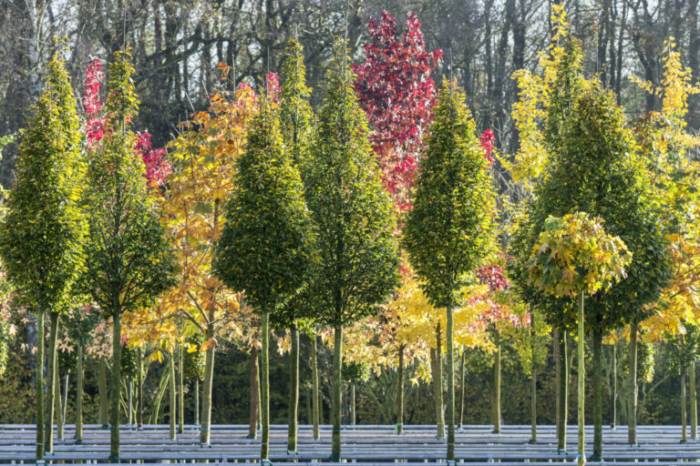 Hochstämme im Container
