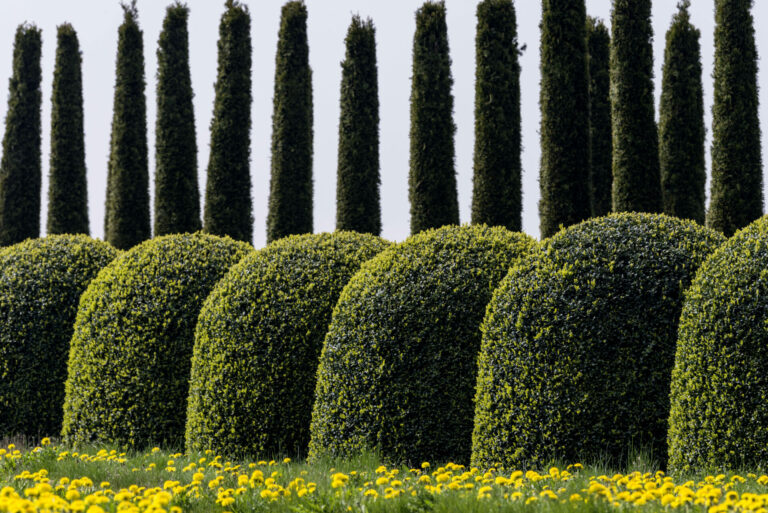 Buxus
