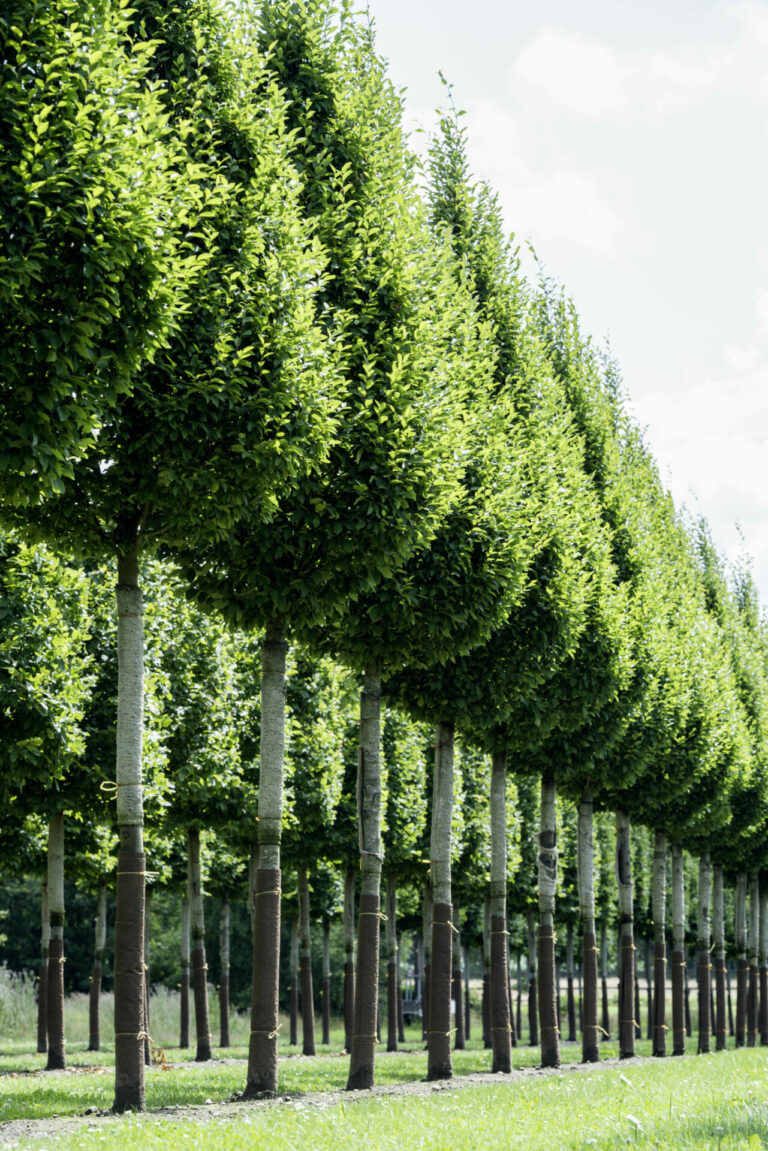 Carpinus betulus 'Fastigiata'