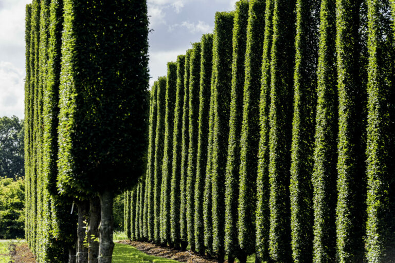 Carpinus betulus Säule