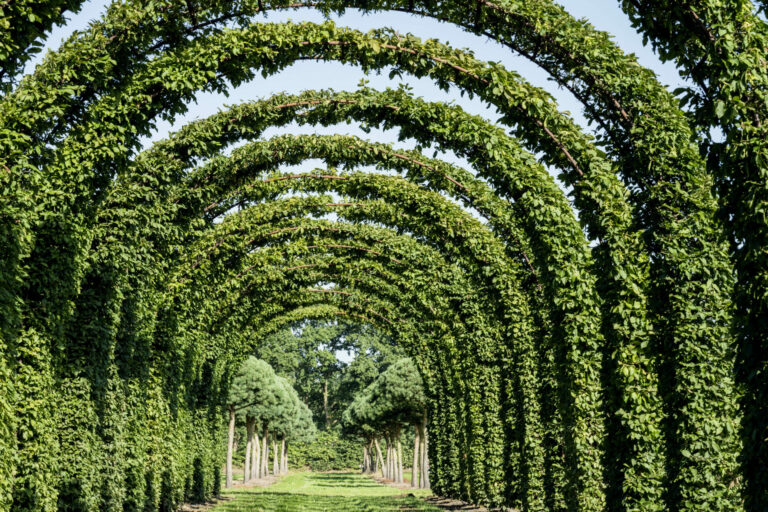Carpinus betulus Torbögen