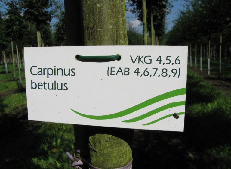 Autochthone Gehölze